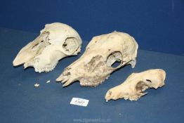 Three animal skulls in various sizes, some a/f. (possibly deer, fox).