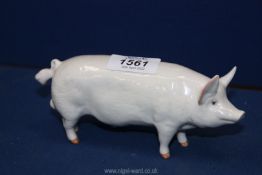 A Beswick 'Wall Champion Boy' boar Pig, 3'' tall x 6 1/2'' long, (small chip to ear).