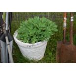 A large plastic pot planted with Sedum.