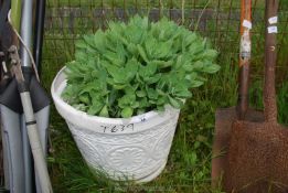 A large plastic pot planted with Sedum.