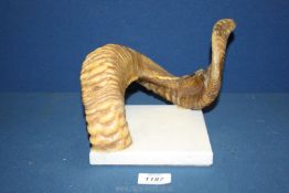 A large ram's horn on a marble base.