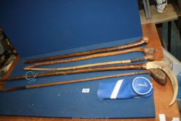 Three burr top walking sticks, antler stalking stick and a vintage golf wood.