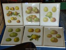 Six white framed plates depicting various types of Apple by G Severeyns chromolith, Brussels,