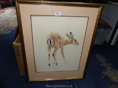 A large framed Watercolour depicting a deer, signed Sargent, 21 1/4" x 26 1/4".