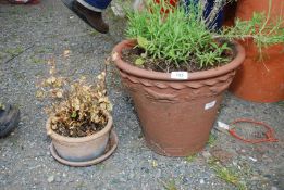 A terracotta "Willow pottery" with dog design and lavender, plus another.