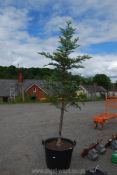 A large potted conifer approx. 9' overall.