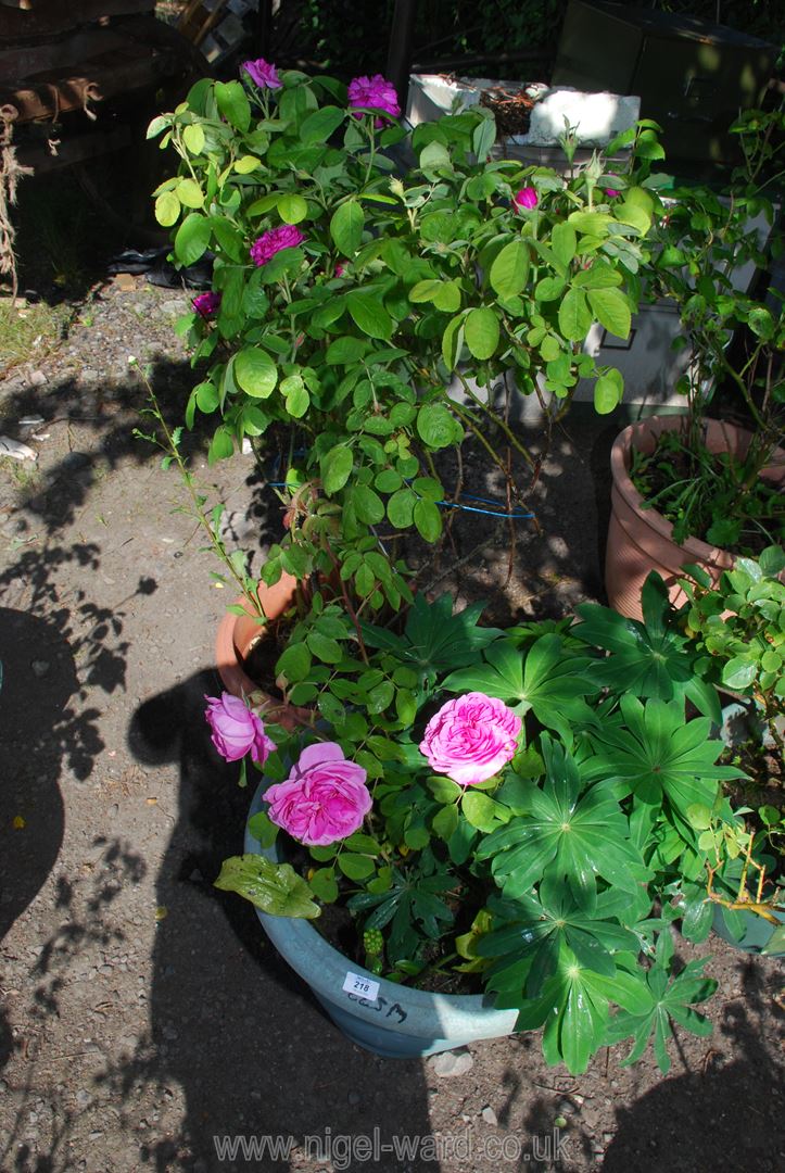 Two Potted roses. - Image 2 of 2