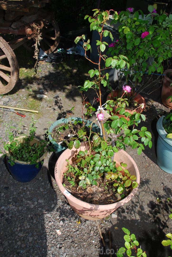 Two Potted roses and a glazed pot.