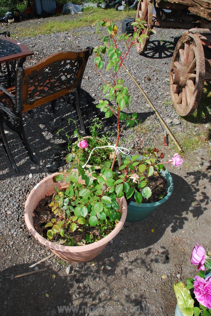 Two Potted roses and a glazed pot. - Image 2 of 2