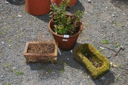 An old terracotta planter containing mint plus two smaller planters.