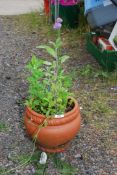 A herb planted terracotta pot.