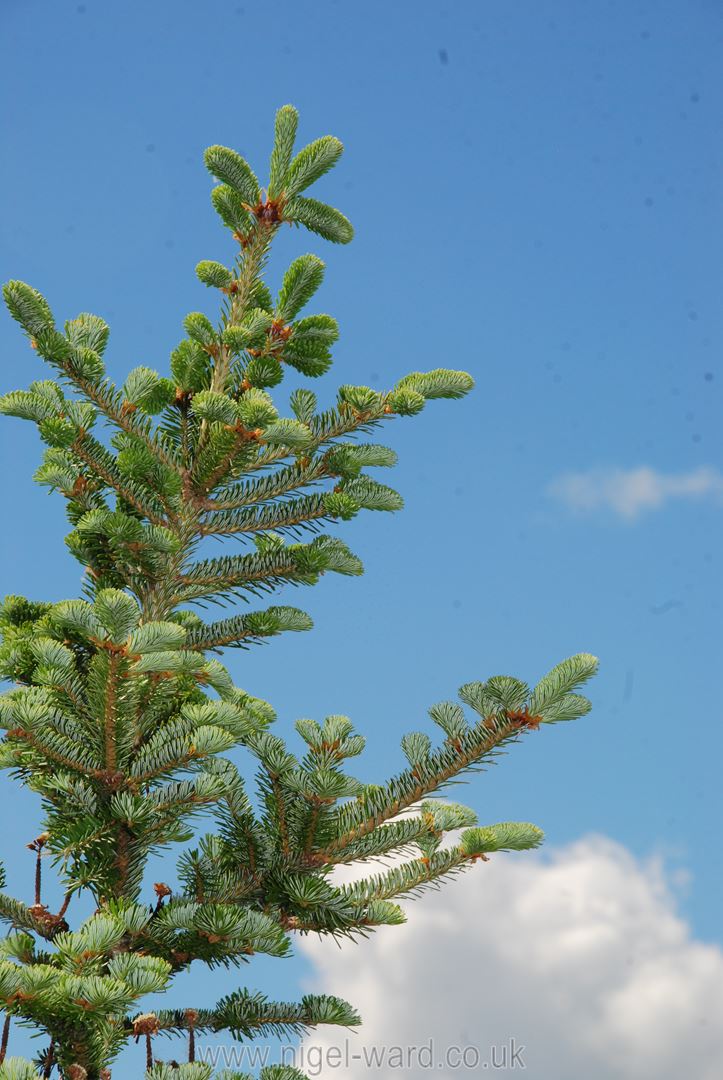A large potted conifer approx. 9' overall. - Image 2 of 2