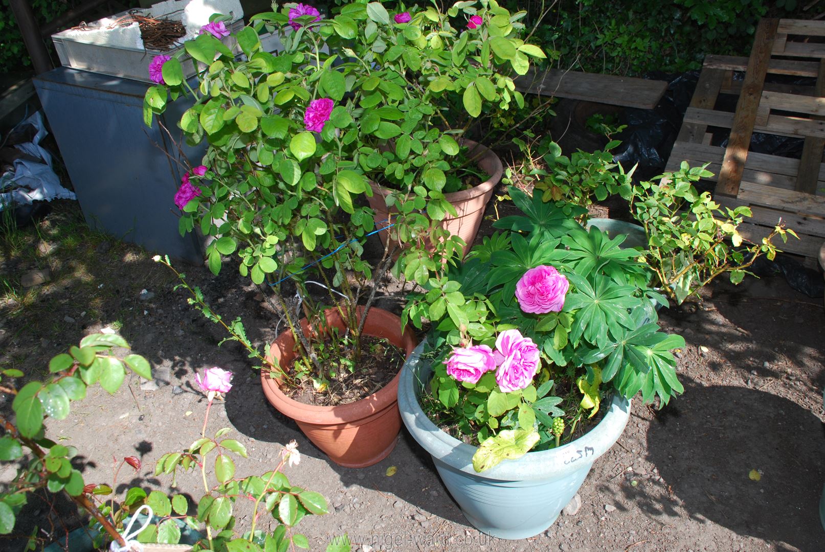 Two Potted roses.