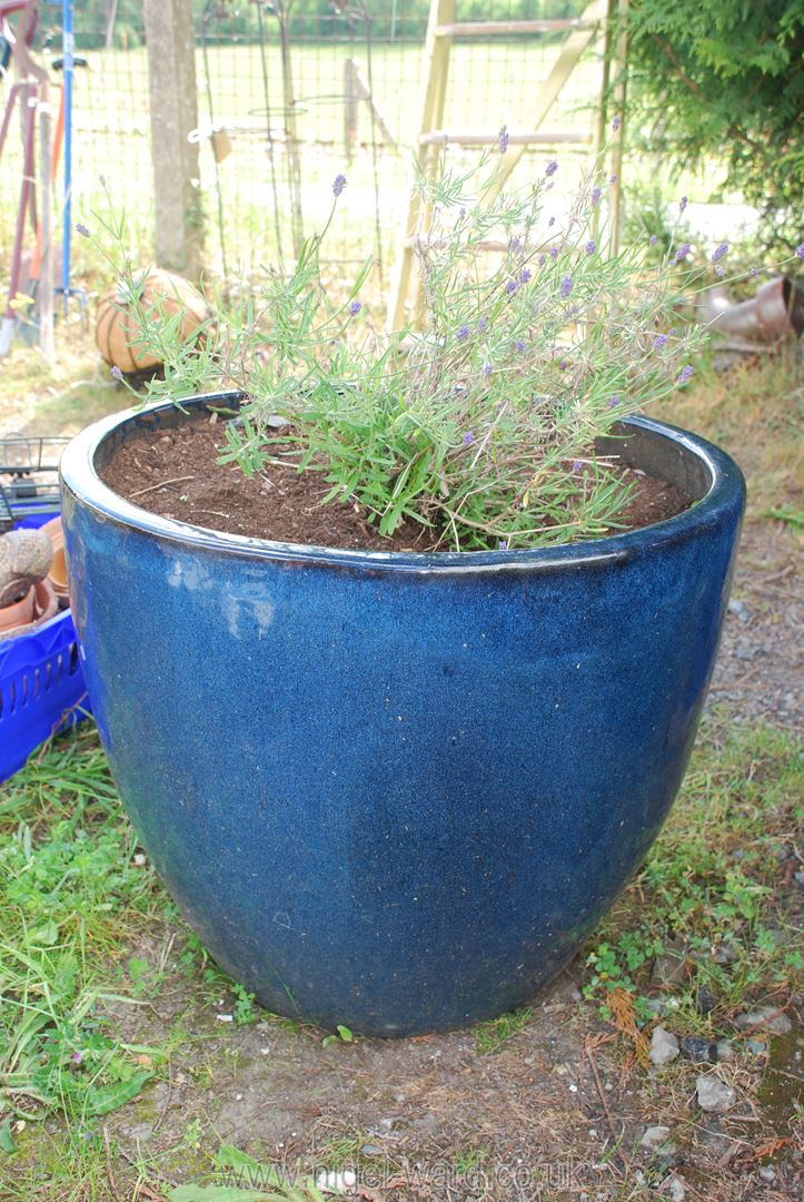 A large glazed blue pot with a planted lavender, 24" diameter x 20" high. - Image 2 of 2