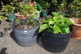 A pot with a rose and a pot with arum Lilies.