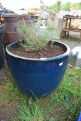 A large glazed blue pot with a planted lavender, 24" diameter x 20" high.