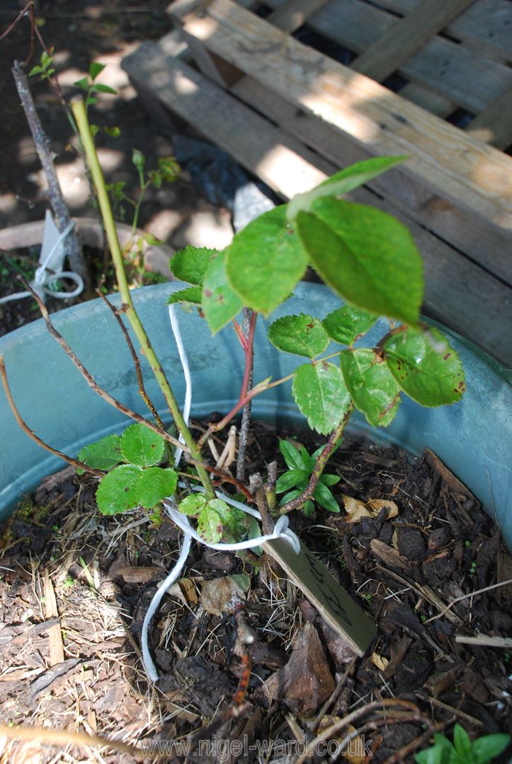 Two Pots, one containing a small rose. - Image 2 of 2