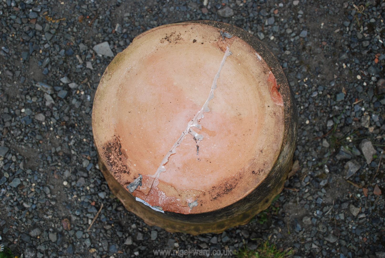 A terracotta Rhubarb Forcer with lid. - Image 2 of 3