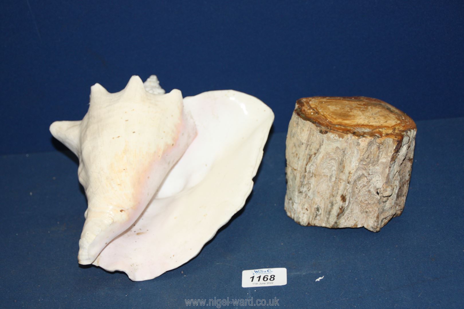 A Conch shell and a piece of fossilized wood from Madagascar. - Image 2 of 2