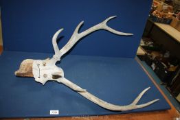 A pair of old Antlers, wooden plinth a/f.