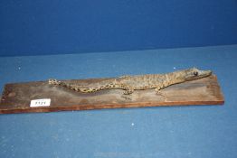 A small taxidermy of a young Alligator, 13" long plus mount, a/f.