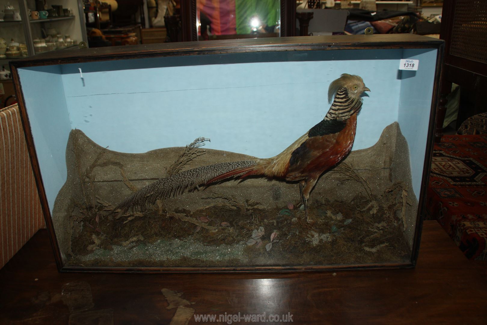 A late Victorian imposing Taxidermy of Golden Pheasant in ebonised glazed case with naturalistic