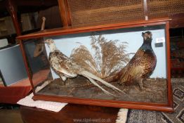 An Edwardian Mahogany glass cased Taxidermy of Cock Pheasant and Snow Pheasant in winter plumage
