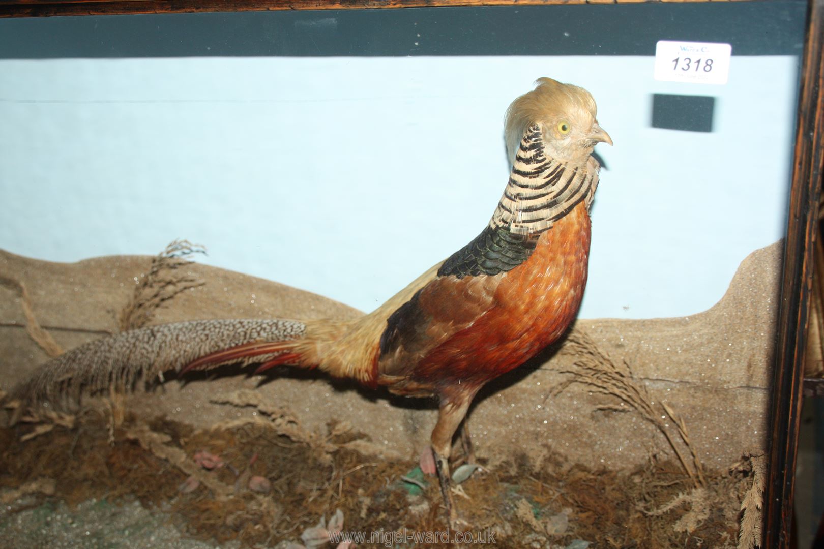 A late Victorian imposing Taxidermy of Golden Pheasant in ebonised glazed case with naturalistic - Image 2 of 2