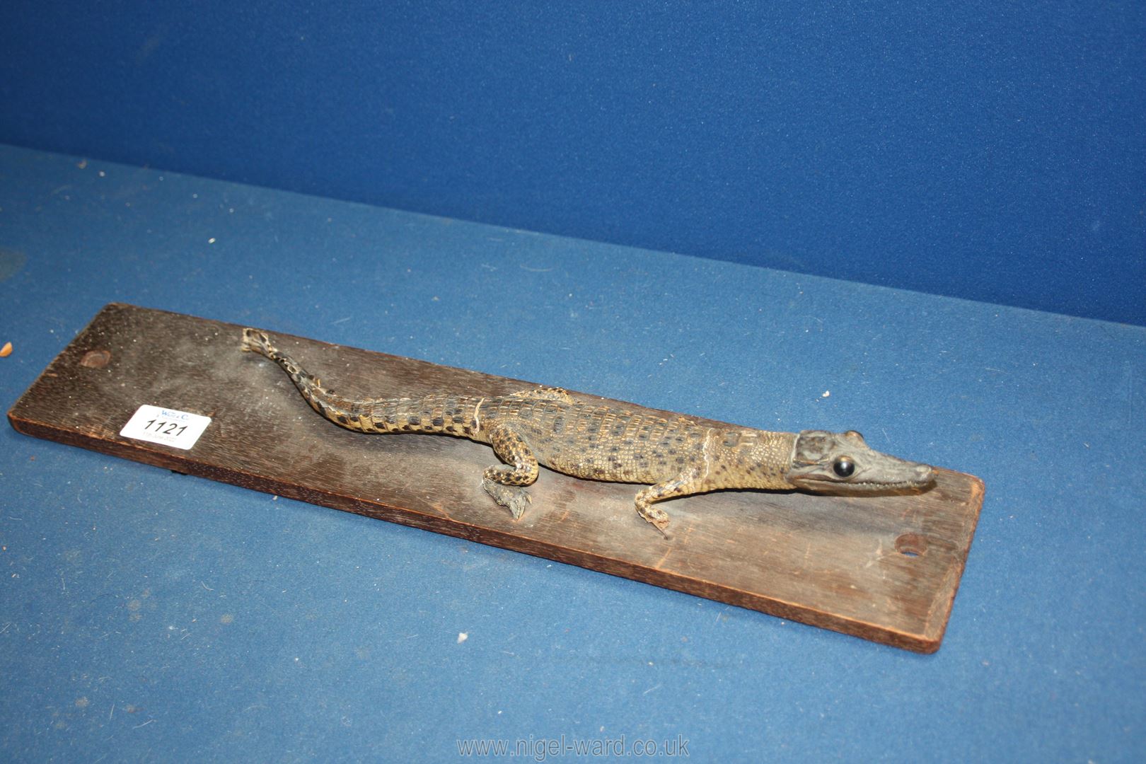 A small taxidermy of a young Alligator, 13" long plus mount, a/f. - Image 2 of 4