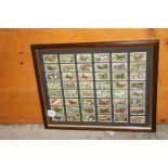 A framed and mounted set of Gallagher Ltd 'Butterflies' cigarette cards.