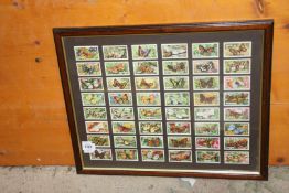 A framed and mounted set of Gallagher Ltd 'Butterflies' cigarette cards.