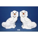 A pair of Staffordshire style mantle spaniels, crackled glaze,