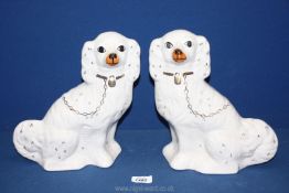 A pair of Staffordshire style mantle spaniels, crackled glaze,