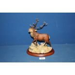 A Border Fine Arts Studio figure of Red Stag (A1485), 9 1/2'' tall.