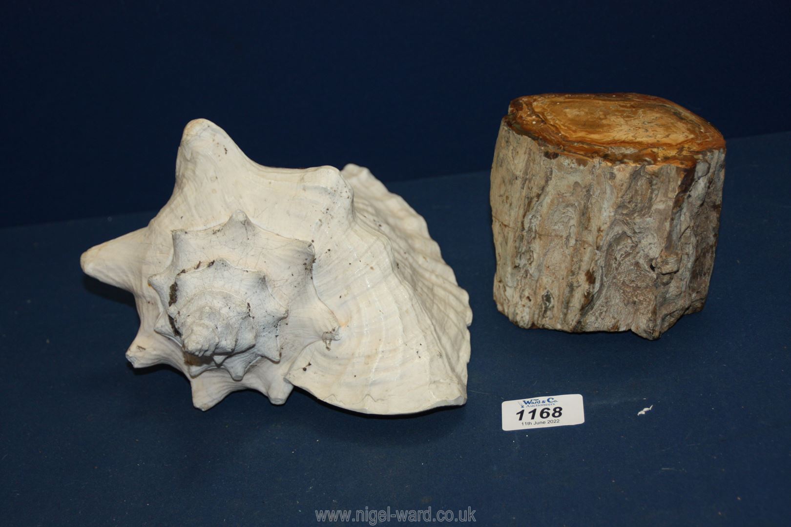 A Conch shell and a piece of fossilized wood from Madagascar.