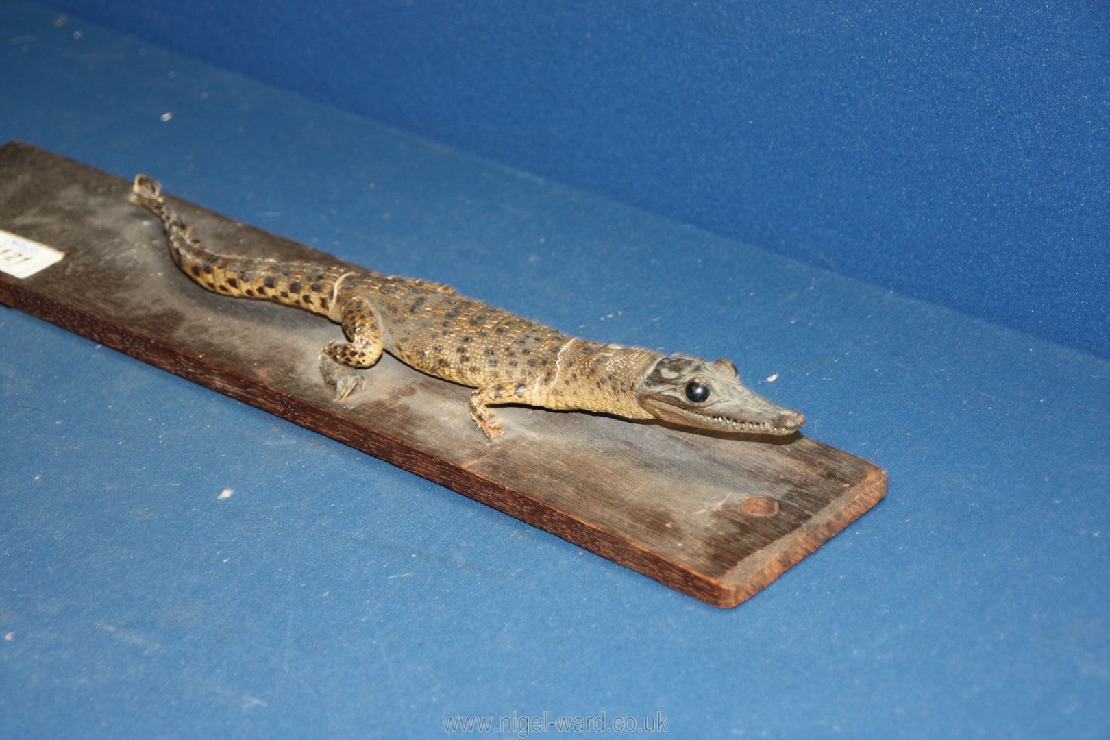 A small taxidermy of a young Alligator, 13" long plus mount, a/f. - Image 3 of 4