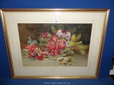 A framed and mounted beautifully executed Watercolour still life of Azalea flower stems,