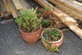 Three glazed terracotta planters with plants 16" x 18", 16" x 14" & 12" x 13".