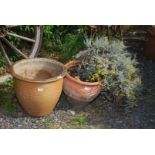 Two terracotta pots with curry plant - 14" x 15" & 19" x 17".