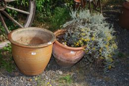 Two terracotta pots with curry plant - 14" x 15" & 19" x 17".