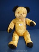 A straw filled jointed Teddy Bear with black ears and paw pads, glass eyes and sound box, 24" tall.