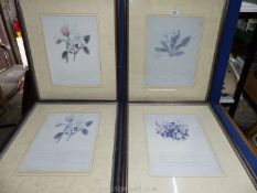 Four framed and mounted Botanical prints from Webster Fine Art Ltd., 24" x 20 1/2".