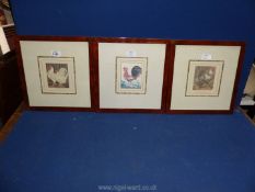 Three framed poultry Prints to include Miss Fairhurst's pair of white Dorkings and Mr T.C.