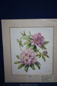 A limited edition Print of Rhododendron by Margaret Hems.