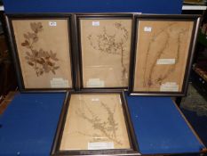 Four 1950's framed Herbaria, all with original labels.