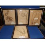 Four 1950's framed Herbaria, all with original labels.