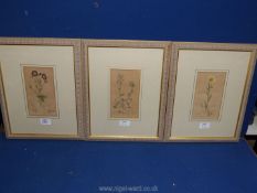 Three framed Botanical prints dated 1795, 1799 and 1802.