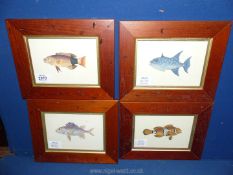Four wooden framed prints depicting various fish.
