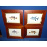 Four wooden framed prints depicting various fish.