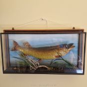 A fine cased Pike amongst reeds by Adrian Johnstone of Gainford, the fish 20 ins.